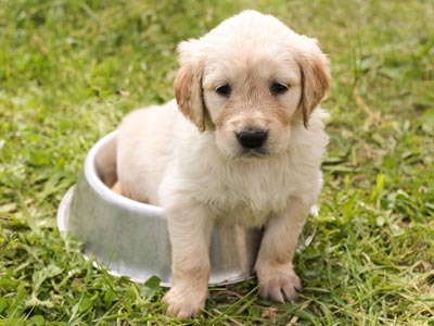 Tractive GPS tracker voor honden voor u getest. Hoe werkt GPS tracking voor honden met Tractive? GPS voor honden - het grote Tractieve testrapport